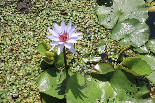 幸运时时彩直播